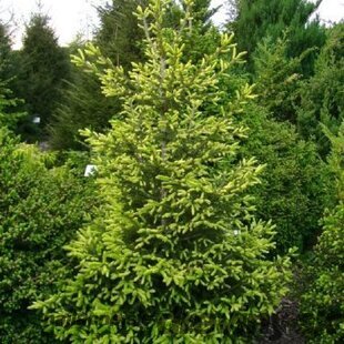 Smrek východný Early Gold, výška 30/50 cm, v črepníku 5l Picea orientalis Early Gold