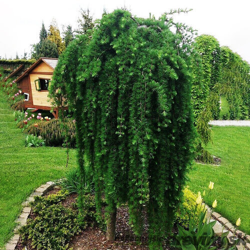 Smrekovec opadavý Pendula (Repens) na kmienku, 120/130 cm v črepníku Larix decidua Pendula (Repens)