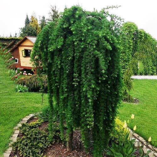 Smrekovec opadavý Pendula (Repens) na kmienku, 120/130 cm v črepníku Larix decidua Pendula (Repens)