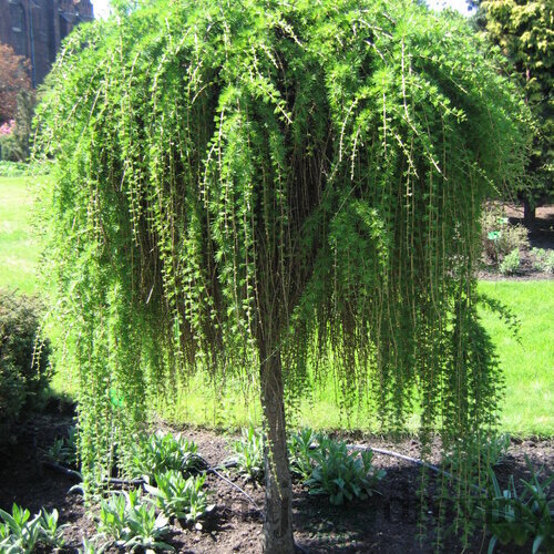 Smrekovec opadavý previsnutý 5 ročná koruna na kmienku 180/200 cm, v črepníku Larix decidua Pendula