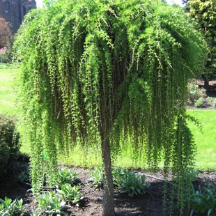 Smrekovec opadavý previsnutý 5 ročná koruna na kmienku 180/200 cm, v črepníku Larix decidua Pendula