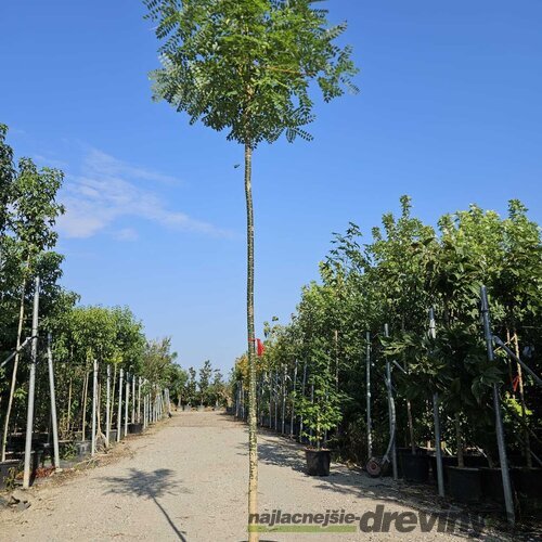 Sofora japonská na kmienku 180/200 obvod 8/10 v črepníku 30l Sophora japonica