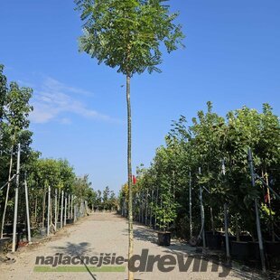 Sofora japonská na kmienku 180/200 obvod 8/10 v črepníku 30l Sophora japonica