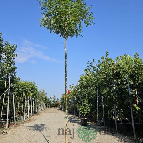 Sofora japonská na kmienku 180/200 obvod 8/10 v črepníku 30l Sophora japonica