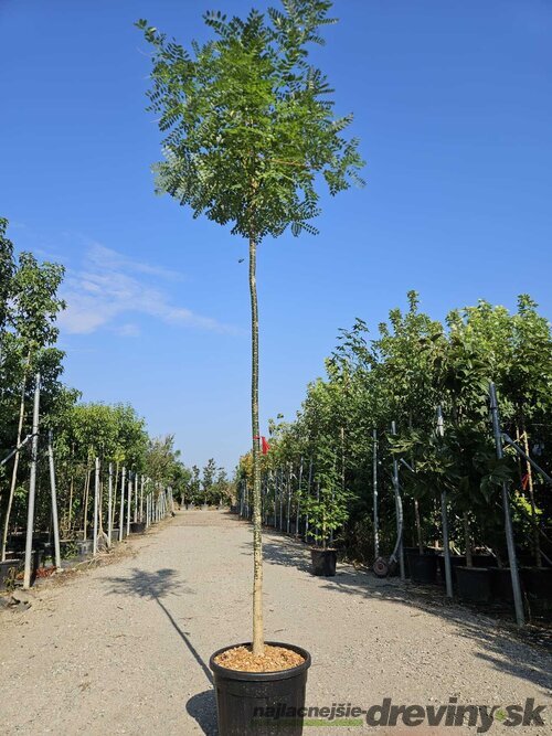 Sofora japonská na kmienku 180/200 obvod 8/10 v črepníku 30l Sophora japonica