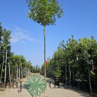 Sofora japonská na kmienku 200+ obvod 10/12 v črepníku 20l Sophora japonica