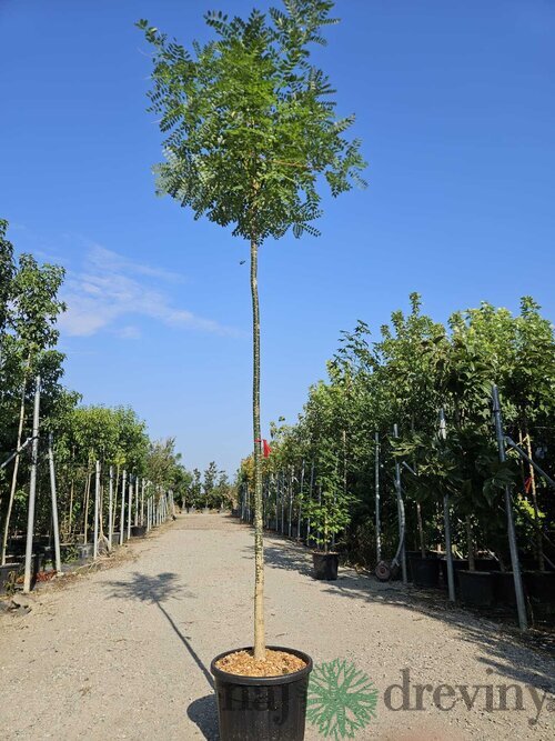 Sofora japonská na kmienku 200+ obvod 10/12 v črepníku 20l Sophora japonica