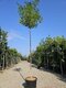 Sofora japonská na kmienku 200+ obvod 10/12 v črepníku 20l Sophora japonica