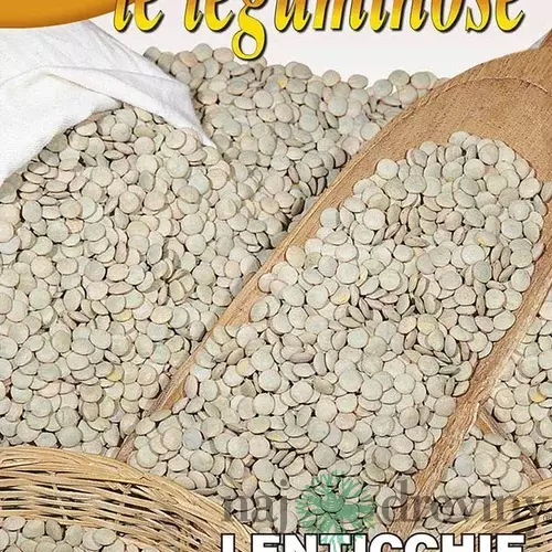 Šošovica