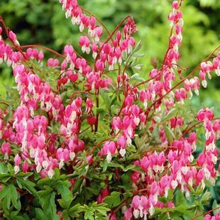 Srdcovka nádherná, výška 10/15 cm, v črepníku P9