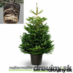 STANDARD Jedľa nordmannova, 100/120 cm, výška s črepníkom 120/140 cm, v črepníku 10l Abies nordmanniana