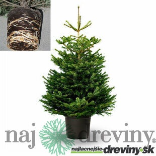 STANDARD Jedľa nordmannova, 125/150 cm, výška s črepníkom 140/180 cm, v črepníku 10l Abies nordmanniana