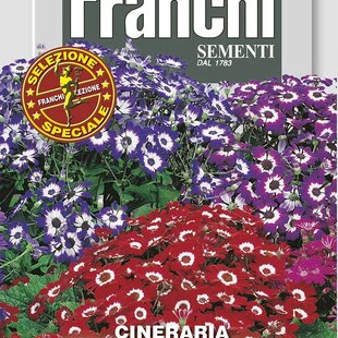 Starček - GRANDIFLORA - ZMES FARIEB F1