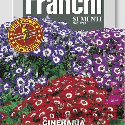 Starček - GRANDIFLORA - ZMES FARIEB F1