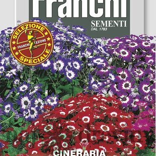 Starček - GRANDIFLORA - ZMES FARIEB F1