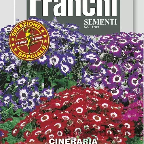 Starček - GRANDIFLORA - ZMES FARIEB F1