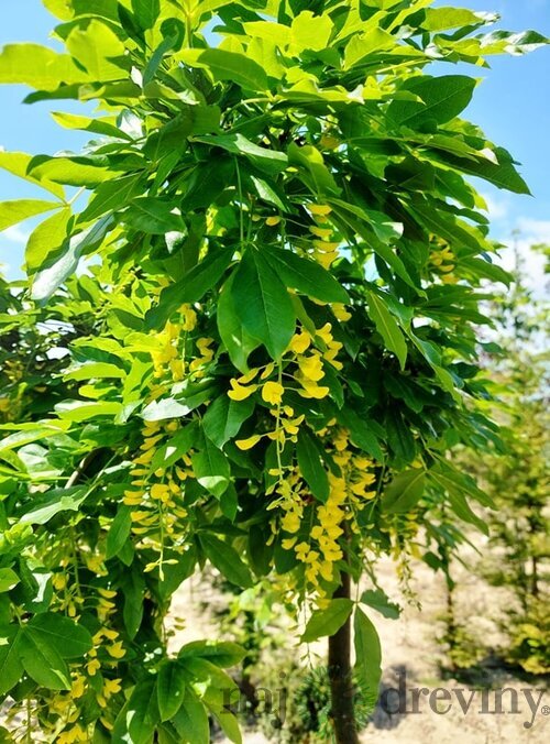 Štedrec alpínsky Pendulum, na kmienku 120/140 cm, v črepníku Laburnum Alpinum Pendulum