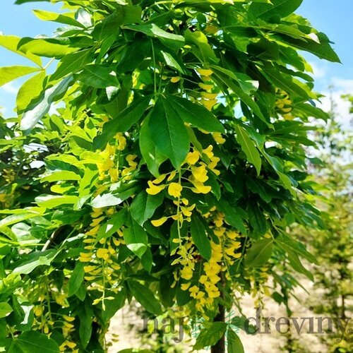 Štedrec alpínsky Pendulum, na kmienku 120/140 cm, v črepníku Laburnum Alpinum Pendulum
