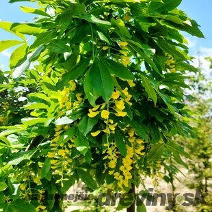 Štedrec alpínsky Pendulum, na kmienku 120/140 cm, v črepníku Laburnum Alpinum Pendulum