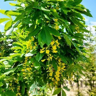 Štedrec alpínsky Pendulum, na kmienku 120/140 cm, v črepníku Laburnum Alpinum Pendulum