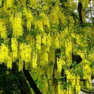 Štedrec previsnutý 200/300 cm, v črepníku Laburnum alpinum pendulum