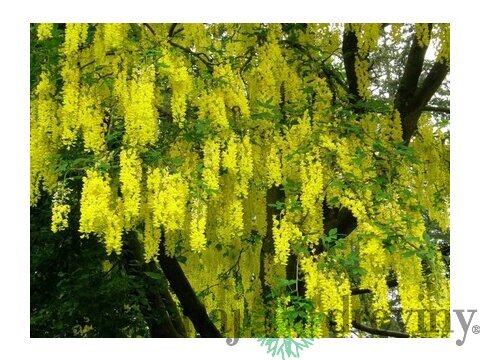 Štedrec previsnutý 200/300 cm, v črepníku Laburnum alpinum pendulum