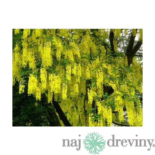 Štedrec previsnutý 200/300 cm, v črepníku Laburnum alpinum pendulum