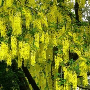 Štedrec previsnutý 200/300 cm, v črepníku Laburnum alpinum pendulum