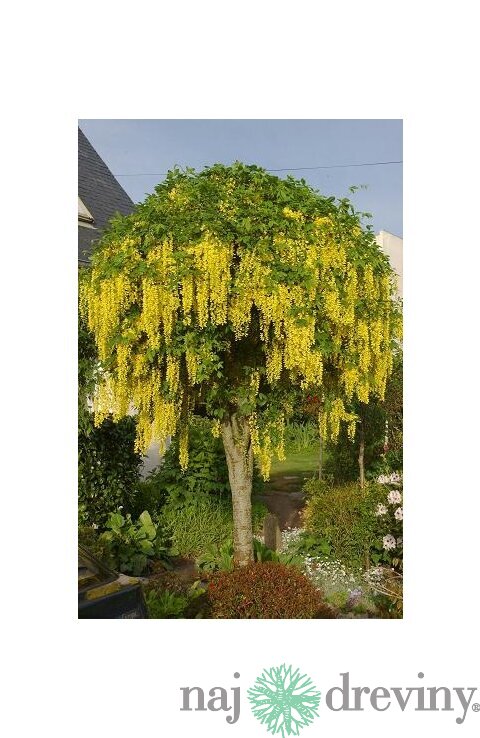 Štedrec previsnutý, na kmienku 80 cm, celková výška 120/130cm, v črepníku Laburnum vatereri vossi
