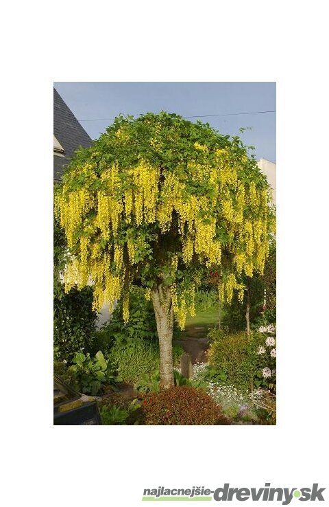 Štedrec previsnutý, na kmienku 80 cm, celková výška 120/130cm, v črepníku Laburnum vatereri vossi