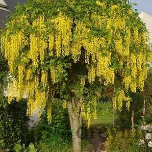 Štedrec previsnutý, na kmienku 80 cm, celková výška 120/130cm, v črepníku Laburnum vatereri vossi