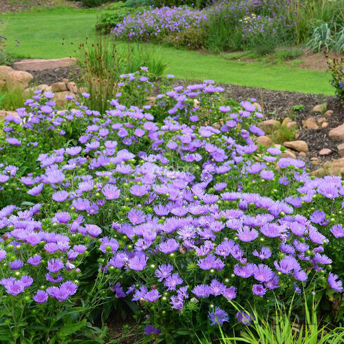 Stokésia hladká MELS BLUE, výška 20/40cm, v črepníku Stokesia laevis MELS BLUE ‘Mels‘