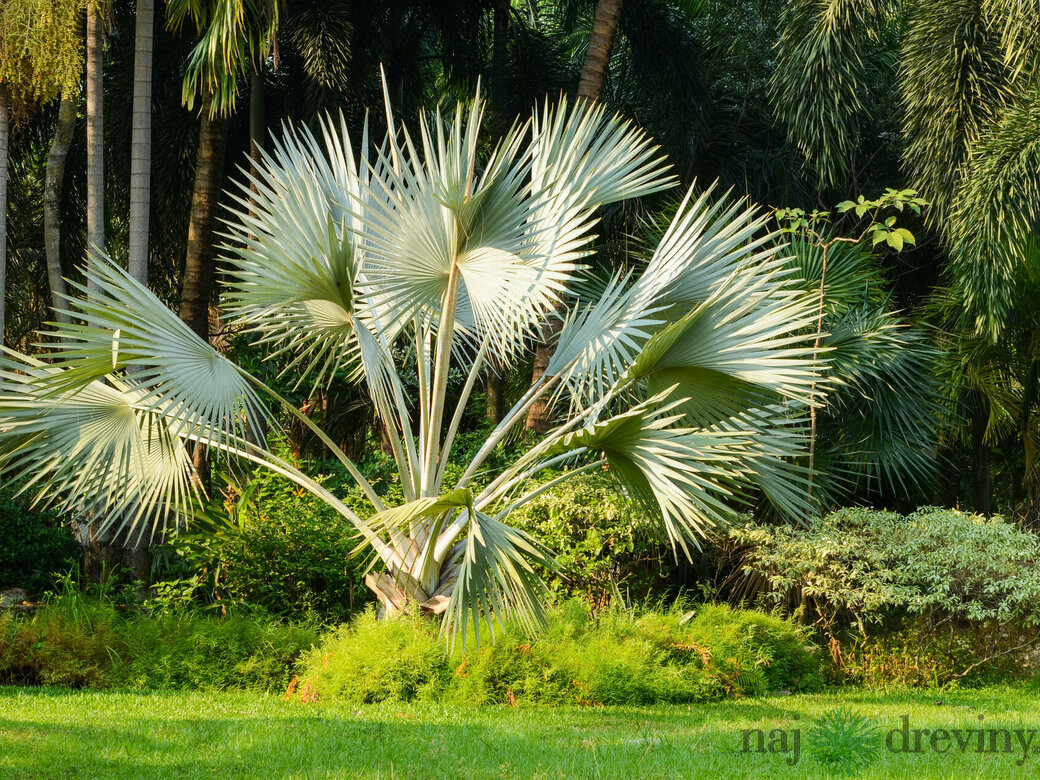 Stredomorské okrasné dreviny a palmy v našom e-shope