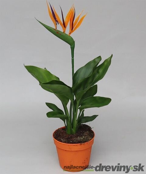 Strelícia kráľovská - exotická kráľovná Vášho intriéru 35/50 cm, v črepníku Strelitzia reginae