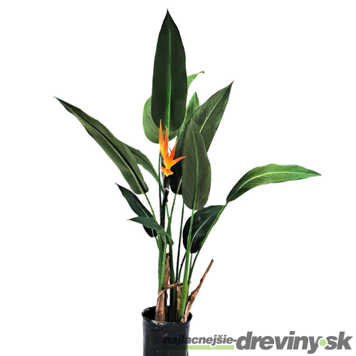 Strelícia kráľovská - exotická kráľovná Vášho intriéru 35/50 cm, v črepníku Strelitzia reginae