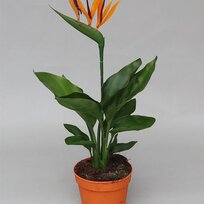 Strelícia kráľovská - exotická kráľovná Vášho intriéru 35/50 cm, v črepníku Strelitzia reginae