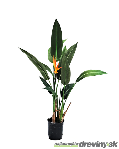 Strelícia kráľovská - exotická kráľovná Vášho intriéru 35/50 cm, v črepníku Strelitzia reginae