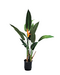 Strelícia kráľovská - exotická kráľovná Vášho intriéru 35/50 cm, v črepníku Strelitzia reginae