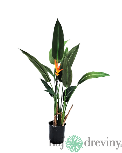 Strelícia kráľovská, výška 100/120 cm, v črepníku Strelitzia reginae