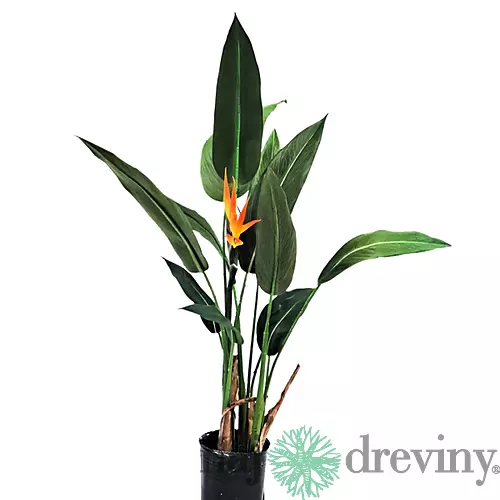 Strelícia kráľovská, výška 130/160 cm, v črepníku Strelitzia reginae