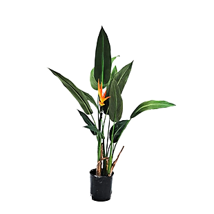 Strelícia kráľovská, výška 150/180 cm, v črepníku Strelitzia reginae