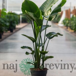 Strelícia Nikolaj, výška 100/120 cm, v črepníku Strelitzia Nicolai