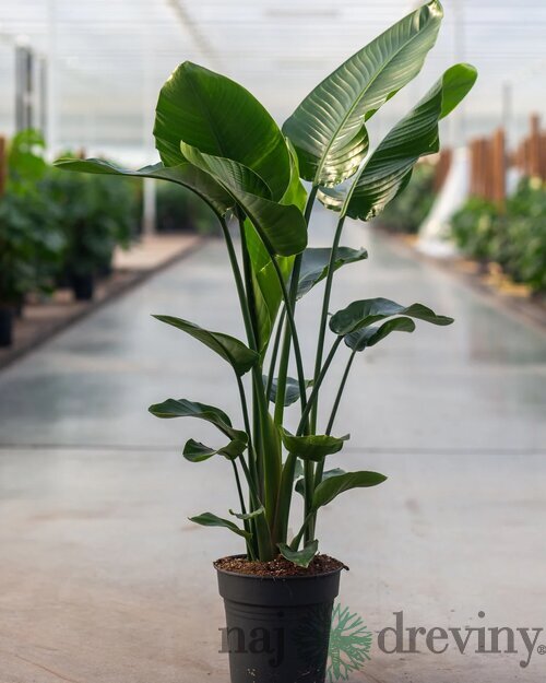 Strelícia Nikolaj, výška 100/120 cm, v črepníku Strelitzia Nicolai