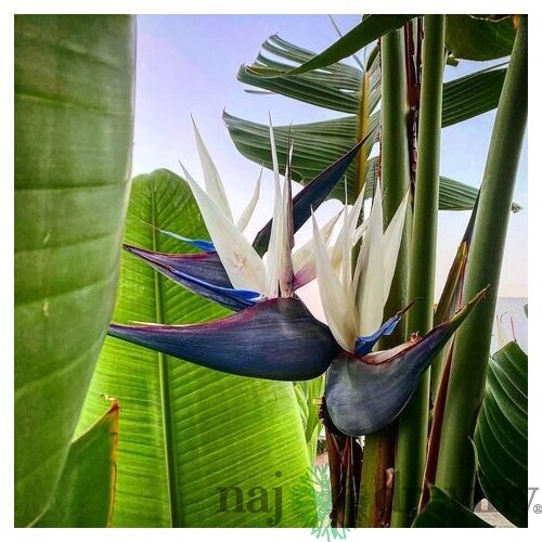 Strelícia Nikolaj, výška 100/120 cm, v črepníku Strelitzia Nicolai