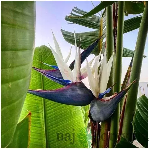 Strelícia Nikolaj, výška 100/120 cm, v črepníku Strelitzia Nicolai