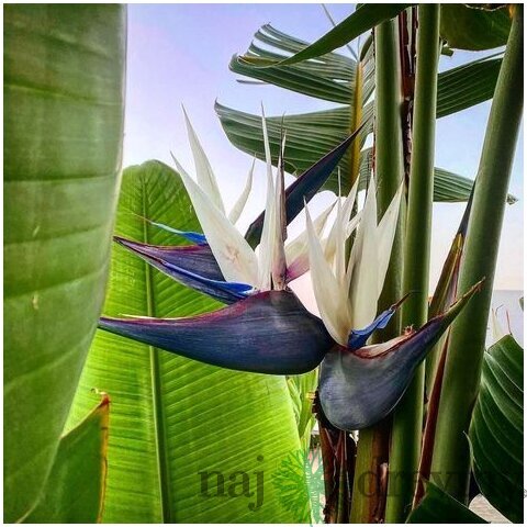 Strelícia Nikolaj, výška 100/120 cm, v črepníku Strelitzia Nicolai