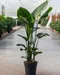 Strelícia Nikolaj, výška 100/120 cm, v črepníku Strelitzia Nicolai