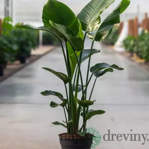 Strelícia Nikolaj, výška 150/180cm, v črepníku Strelitzia Nicolai
