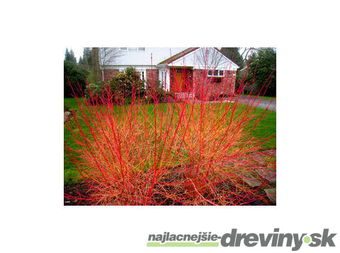 Svíb krvavý Midwinter Fire, v črepníku Cornus sanguinea