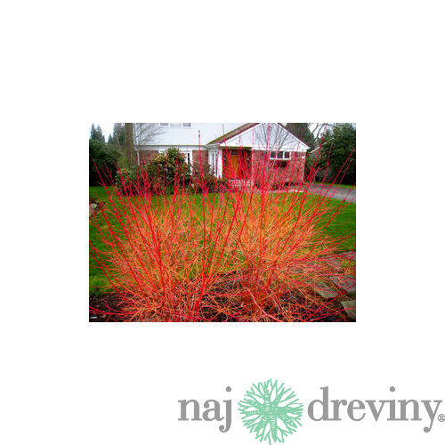 Svíb krvavý Midwinter Fire, v črepníku Cornus sanguinea